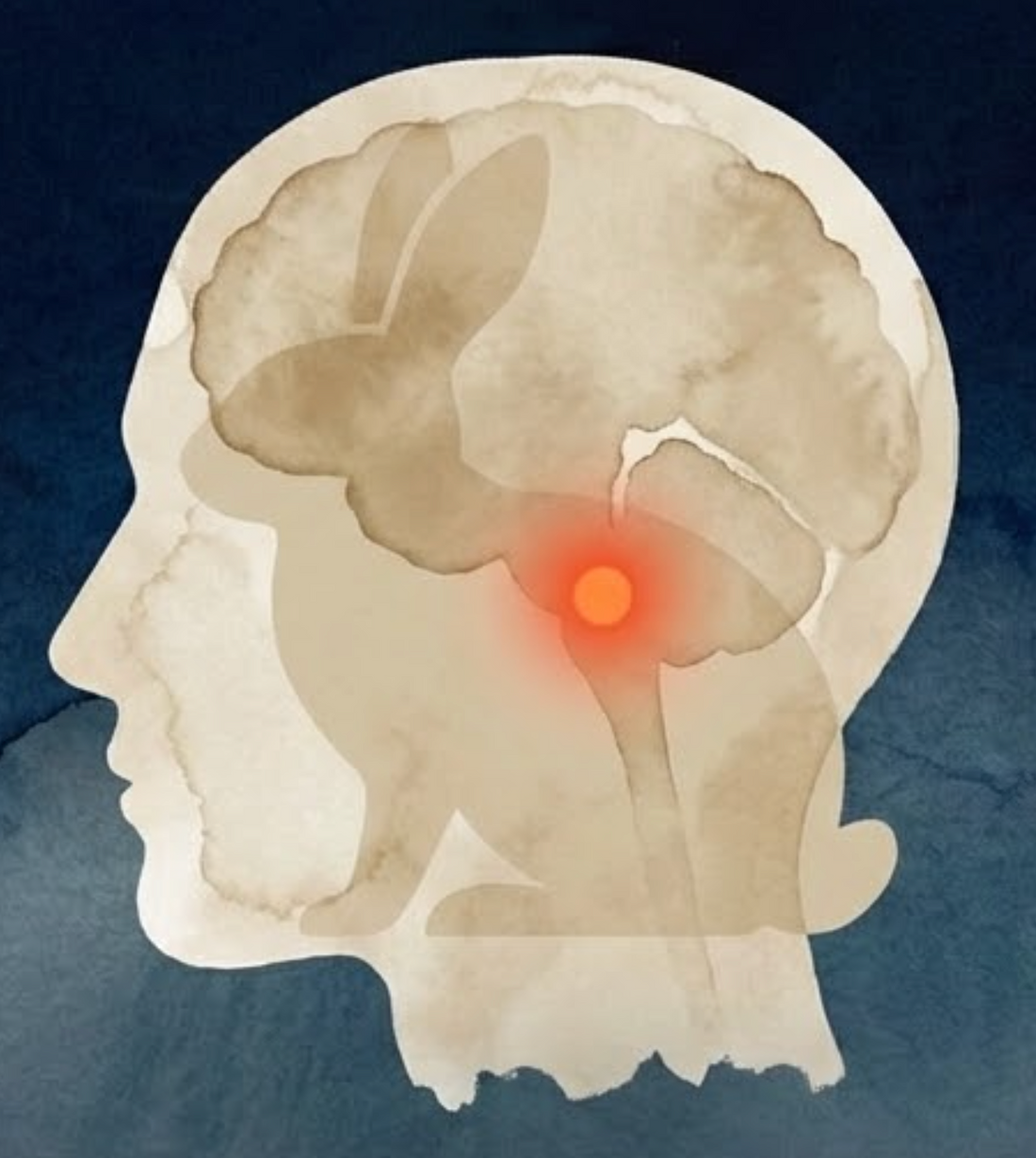 Warum dein Gehirn dich ständig verarscht und wie du das ändern kannst